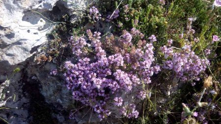 Чебрец (чабрец) – тимьян ползучий, Крым, Севастополь